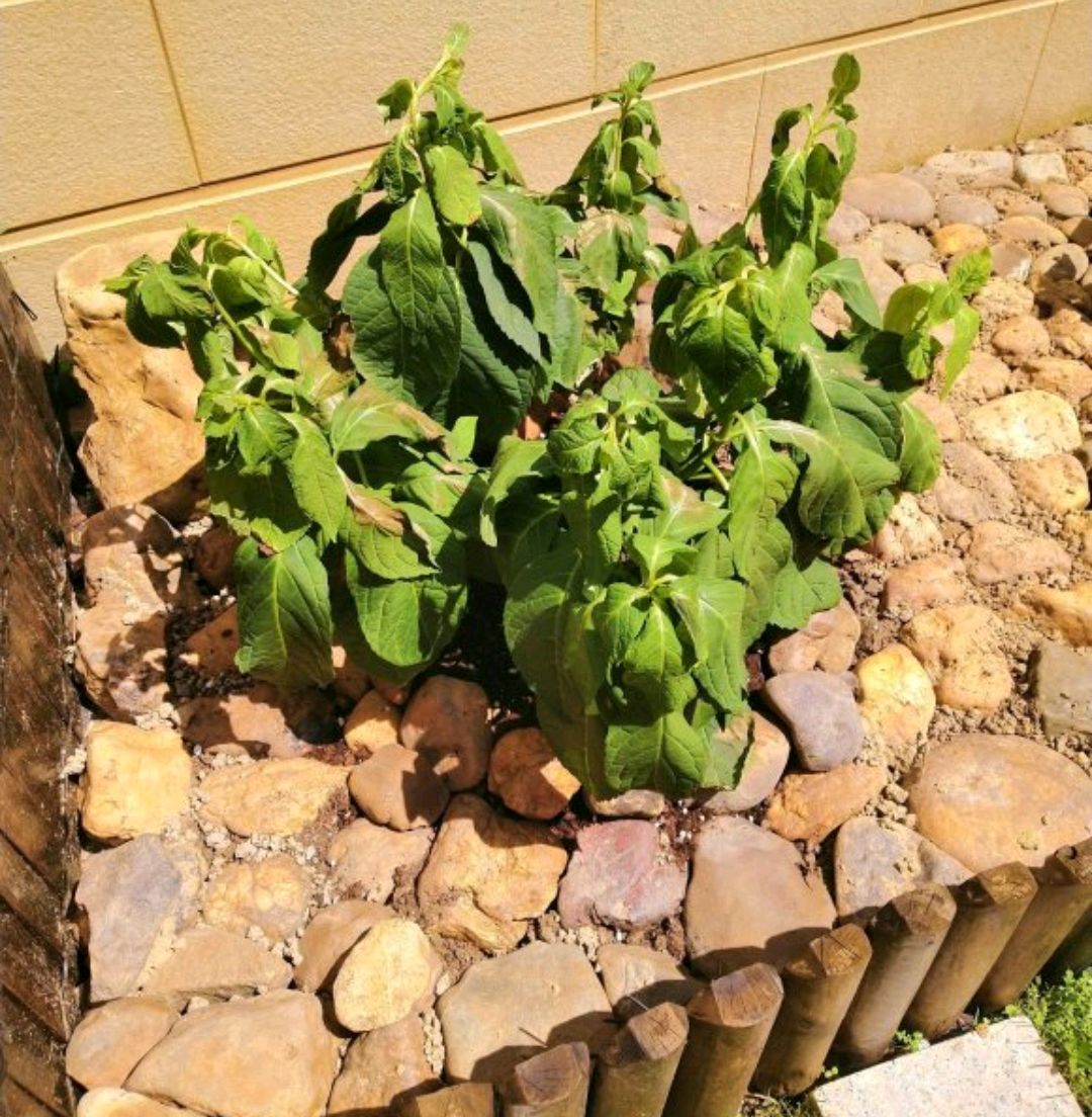 绣球苗叶子打蔫不缺水,盆栽绣球不缺水打蔫怎么处理