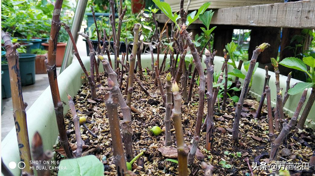 月季高压扦插生根最快方法,高压繁殖跟扦插有什么区别