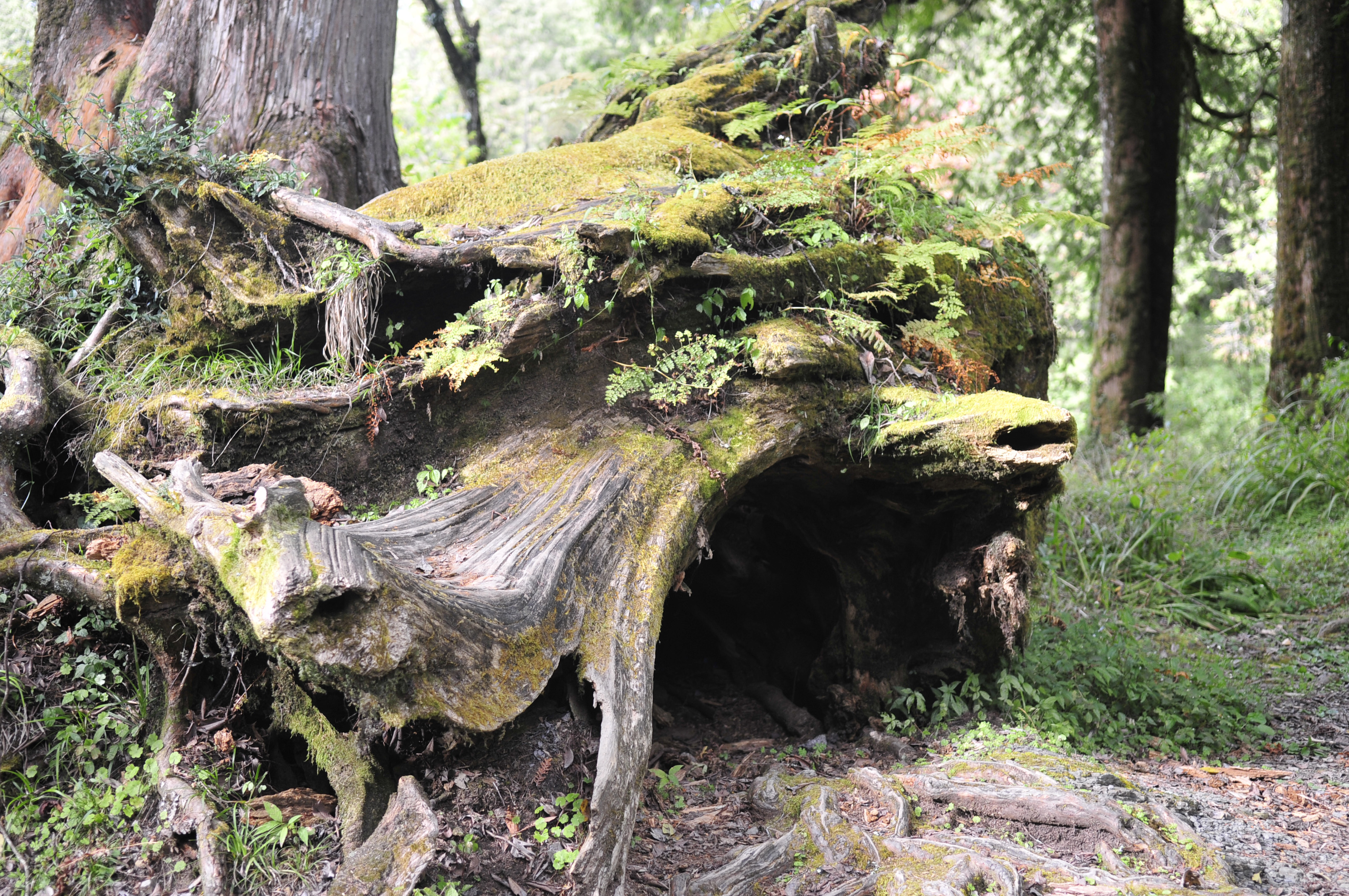 阿里山的故事告诉我们什么,台湾古树的故事