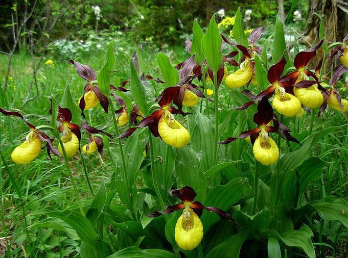 喜马拉雅山上发现神秘物质,鬼兰喜马拉雅价格