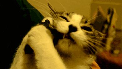 摸猫咪的时候它一直哼哼,要摸猫咪的时候猫咪老是躲怎么办