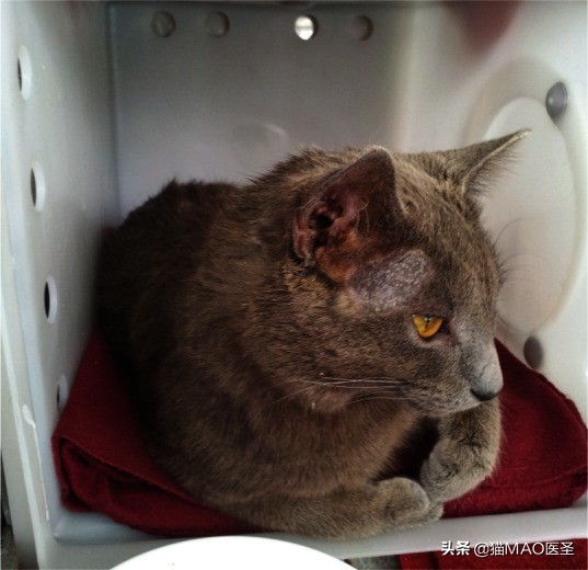 猫咪皮肤病症状及图片,猫咪皮肤病真菌