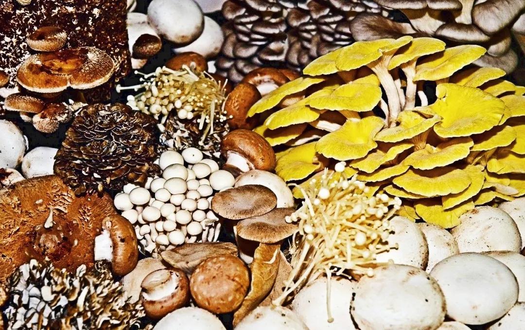 降胆固醇和降血脂最快的十种食物,八种食物降血脂降血压