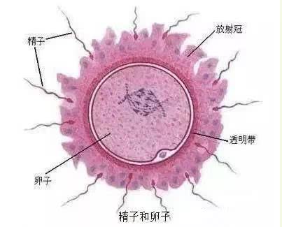 揭秘女人受精胎儿形成过程！十月怀胎就是生命最大的奇迹！