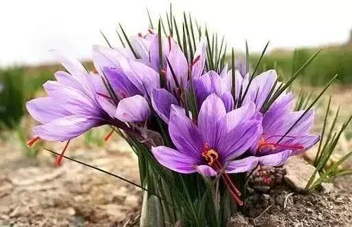 十大最贵的玫瑰花品种,世界上十大鲜花排名图片