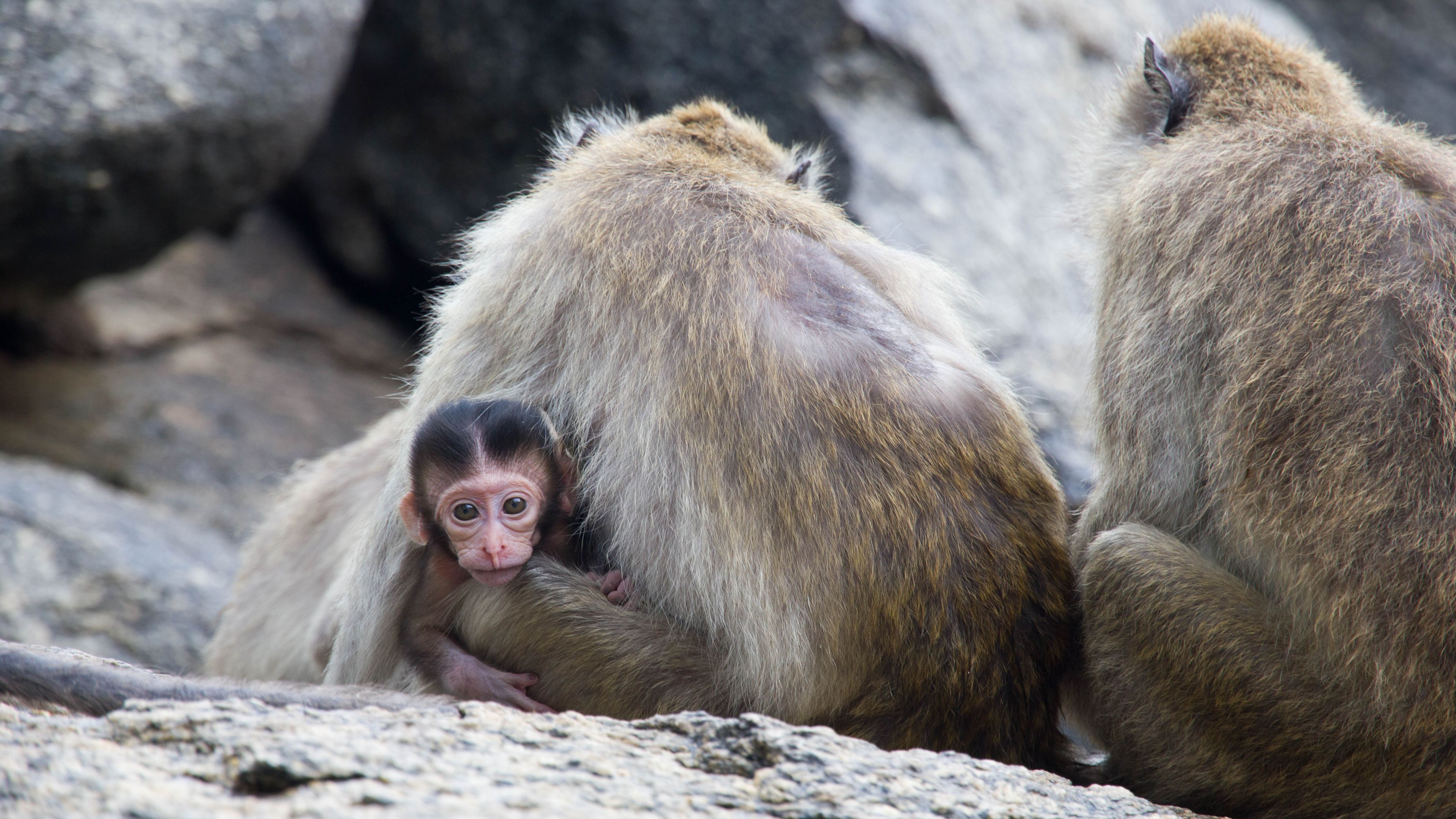 猴子为什么怕蛇的原因,猴子有多怕蛇
