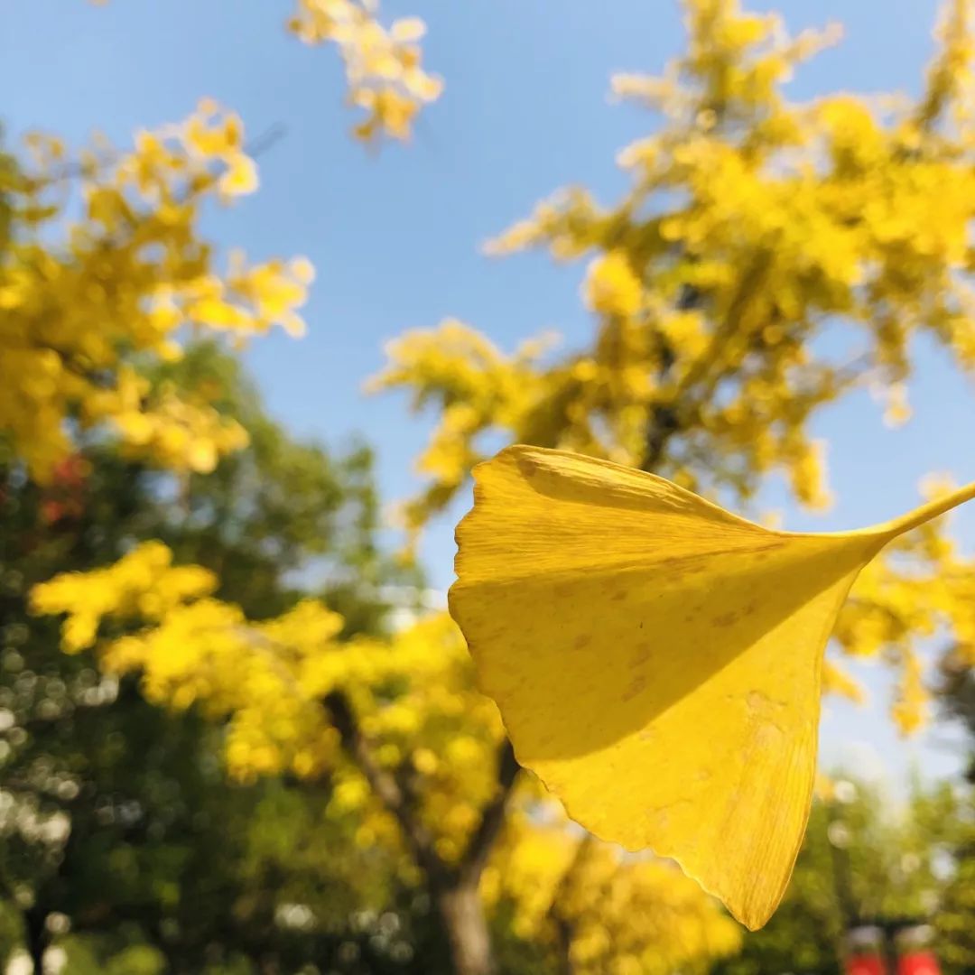 上海银杏叶打卡的地方,上海周边哪里有银杏叶