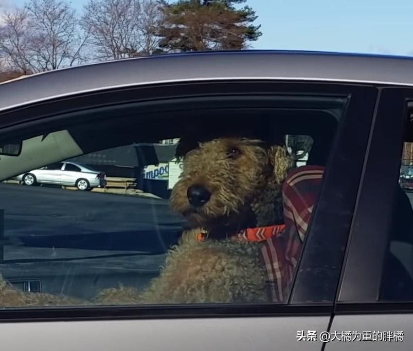 狗狗等主人回来太无聊,狗狗等主人回家一直叫