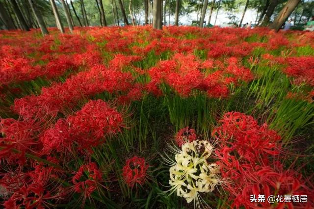 忘川的彼岸花,莲华经的接引之花“曼珠沙华”,原来是石蒜花呀
