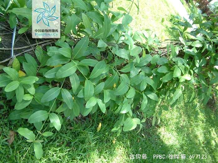 中药材钩藤介绍,古钩藤的功效与作用