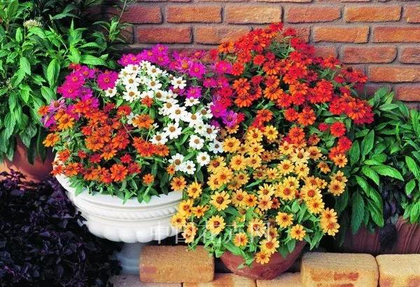 花突然蔫了,注意!你家装修污染可能超标了!