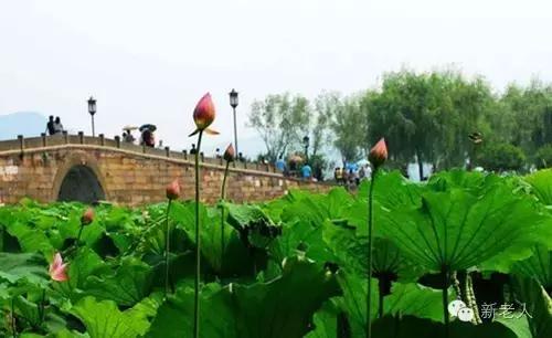 各省市特色文化符号,40个中国文化符号