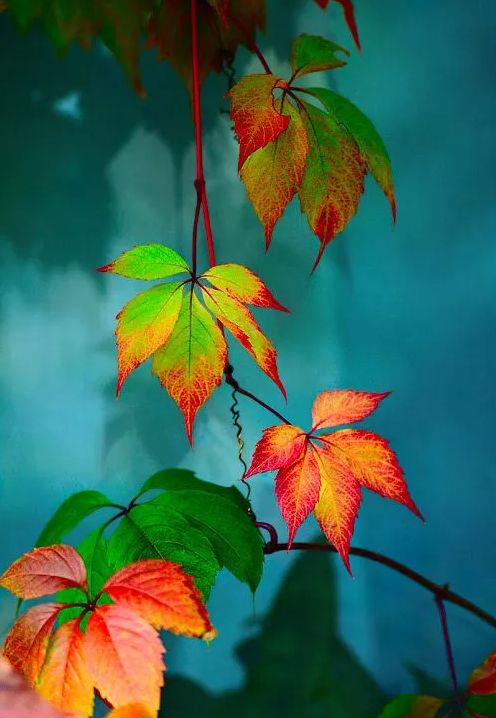 「诗词鉴赏」元曲中的秋天，另一番美丽