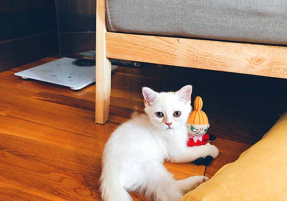 猫咪有毛怎么还怕冷,别看猫咪那么多毛猫咪是很怕冷的