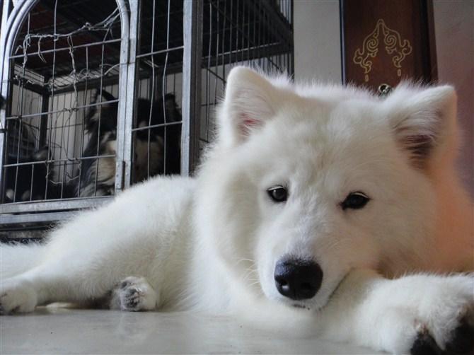 萨摩耶幼犬有泪痕是什么原因,萨摩耶吃什么狗粮没有泪痕