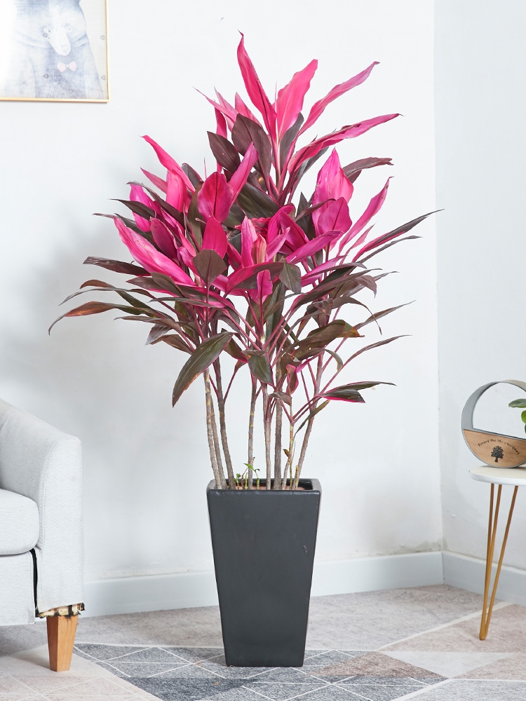 人养花一时养人一生,人养花同时花也养人