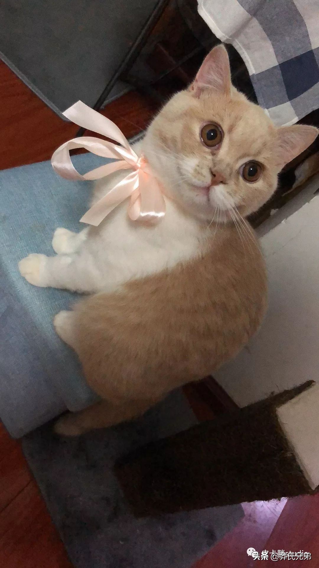 可爱小奶猫刚生出成长日记,一只小奶猫的成长过程