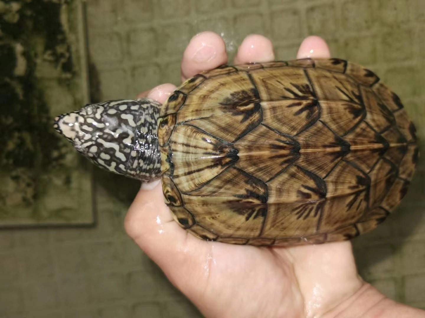 蛋龟麝香龟怎么养,墨西哥蛋龟大龟