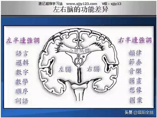 如何锻炼右脑想象力,锻炼左手开发右脑