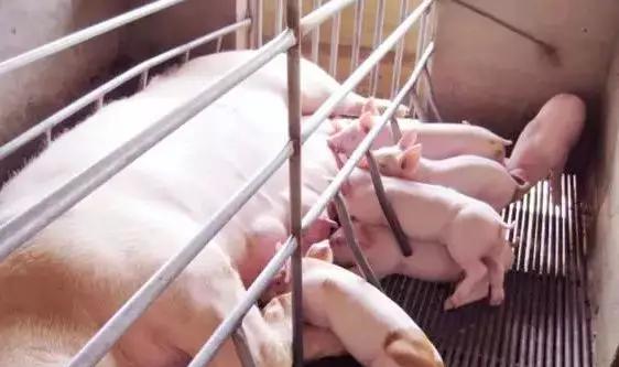 大猪体温40度正常吗,猪体温40度算不算高温