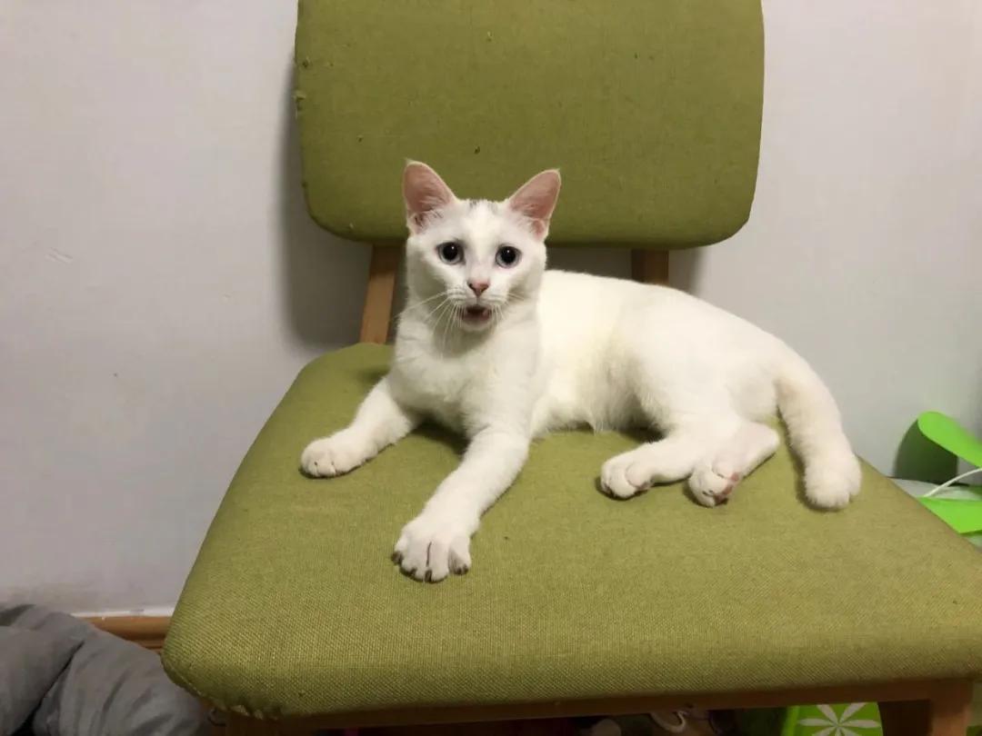 跟着我们猫狗大联盟，你会有喵的！黄阿姨猫咪领养专场