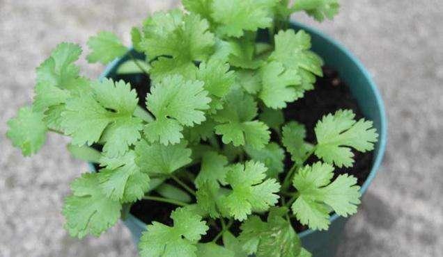 家庭盆栽香菜想要出芽率高，种子处理有技巧，种一盆够一家人吃