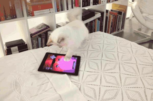 老佛爷的遗产真的由猫继承,老佛爷的所有家产最后留给了猫