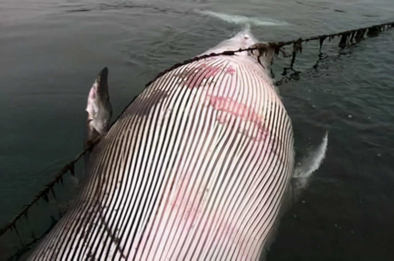 台州鲸鱼搁浅现状直播,台州鲸鱼搁浅死的鲸鱼怎么处理