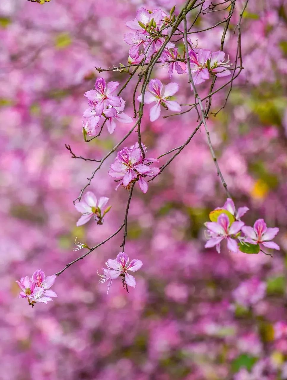 广西有座小城,广西这个宜居小城很低调