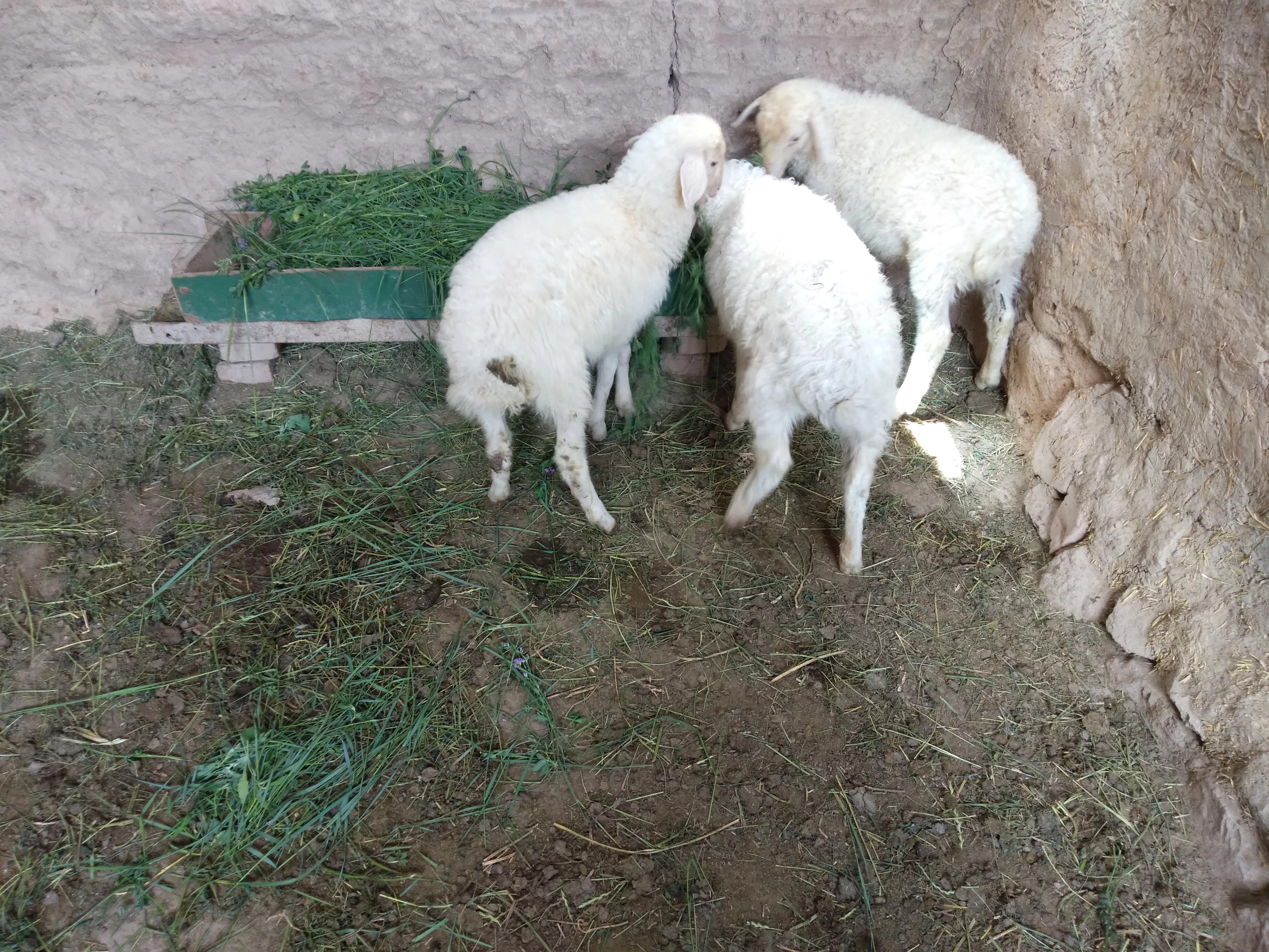 羊价低迷怎么办,羊价下跌到什么时候