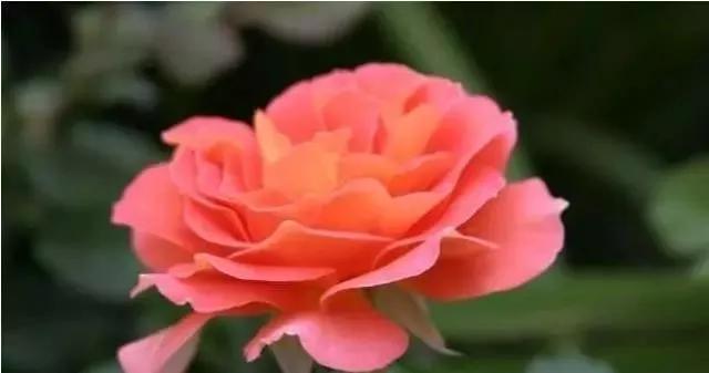 一万年一次的2020520;一起认识100种玫瑰~别送错啊