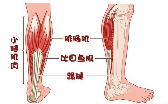 如何锻炼小腿肌肉使小腿变细,小腿肌肉为什么练不出线条