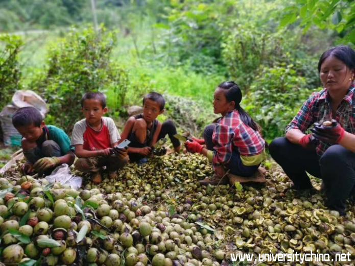 核桃青皮的利用,农民自己制造核桃去青皮神器