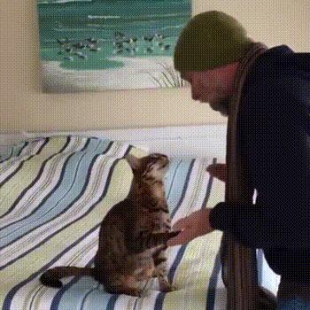 俄罗斯猫敢惹吗,俄罗斯猫有多凶猛