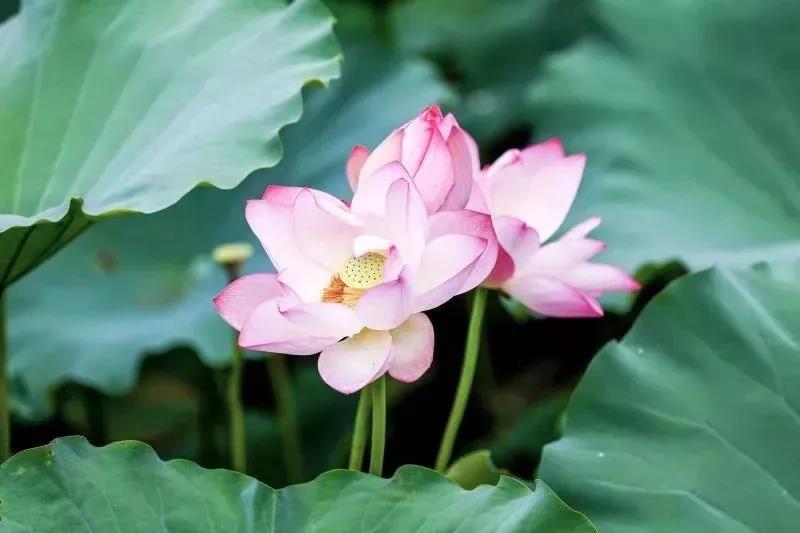 深圳遛娃必去景点免费过年,深圳适合儿童游玩的公园