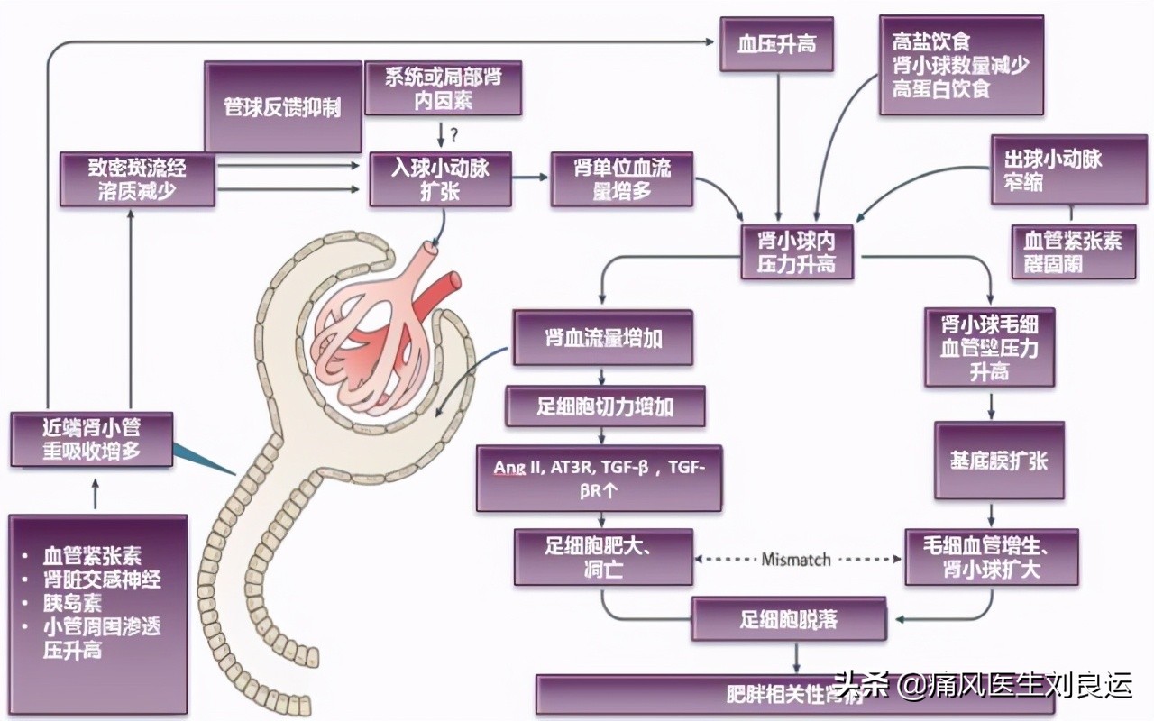 痛风引起的肌酐升高113可以恢复吗,肌酐尿酸偏高的原因和解决方法