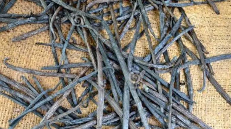 香草为什么会有臭味,香草为啥臭臭的