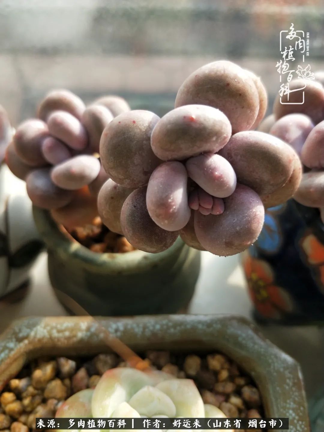 这世上怎么会有那么可爱的小可爱,这世上怎么有这么可爱的小生物