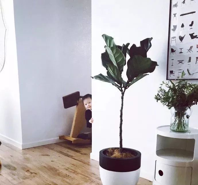 每个女明星的家都长什么样子,女明星家里都是怎么样的