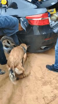 刨土刨水刨坑刨沙发，对于一只寂寞的狗子而言，万物皆可刨