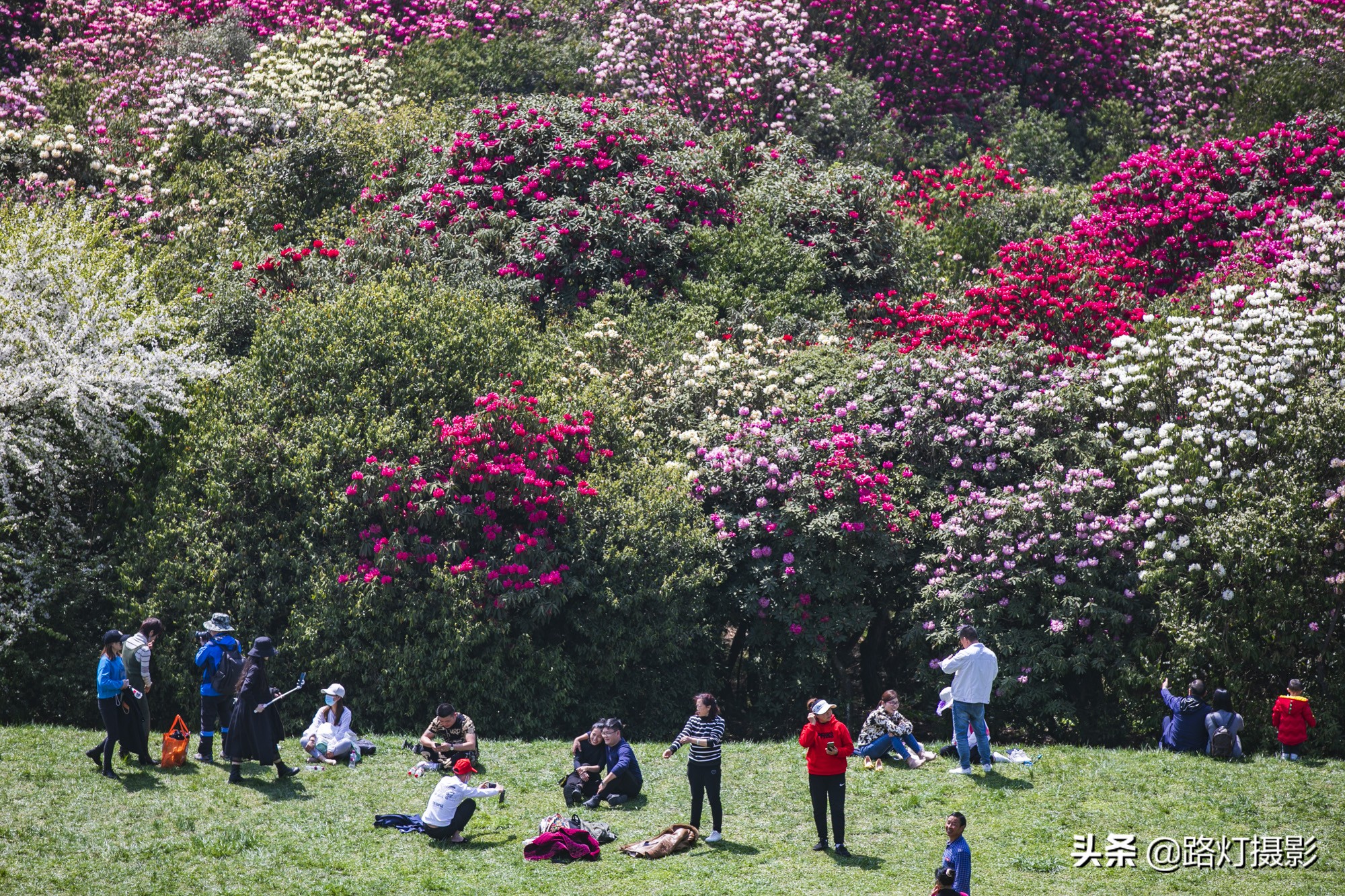 世界之最贵州毕节百里杜鹃花,毕节百里杜鹃花游记