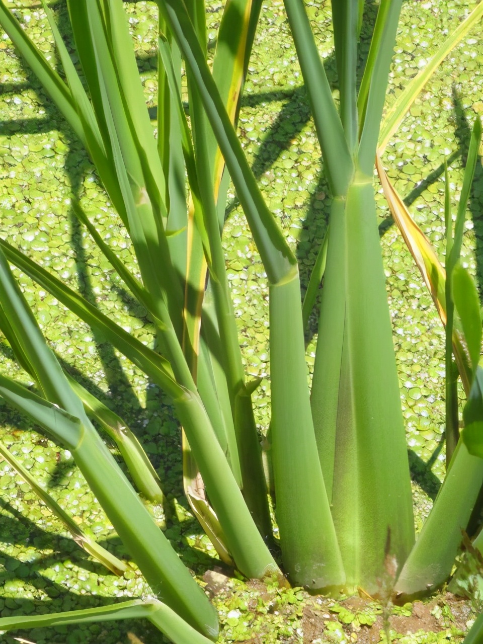 中国人培育千年，种子曾是“六谷”之一，根茎“病变”成高端食材