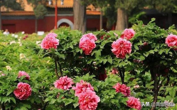 北京景山公园值得一去吗,游北京景山门票多少钱