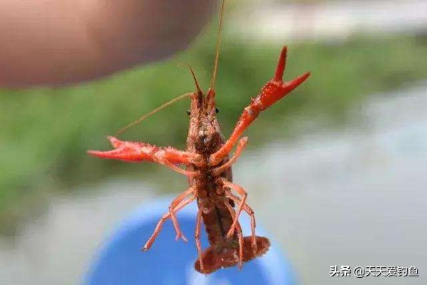 如何正确的钓小龙虾,钓小龙虾最简单高效的方法