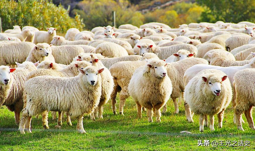 新西兰靠什么变成发达国家,新西兰是如何成为发达国家