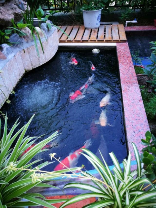 鱼会感冒吗,鱼会感冒咳嗽吗