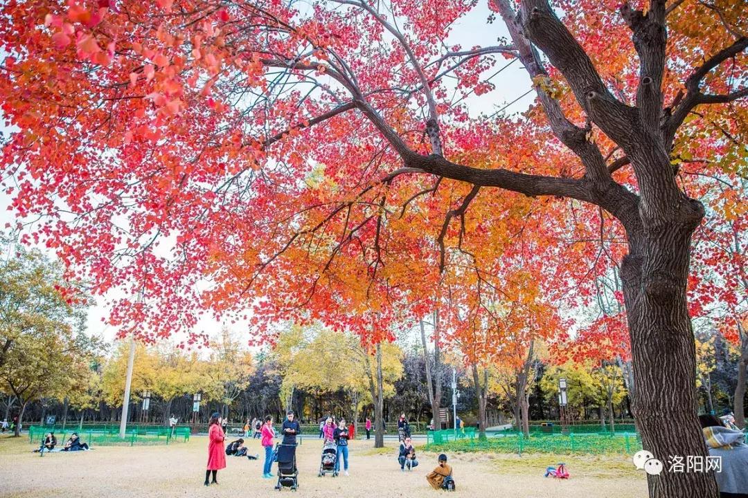 洛阳牡丹花会邀请,洛阳邀请全世界人民看牡丹