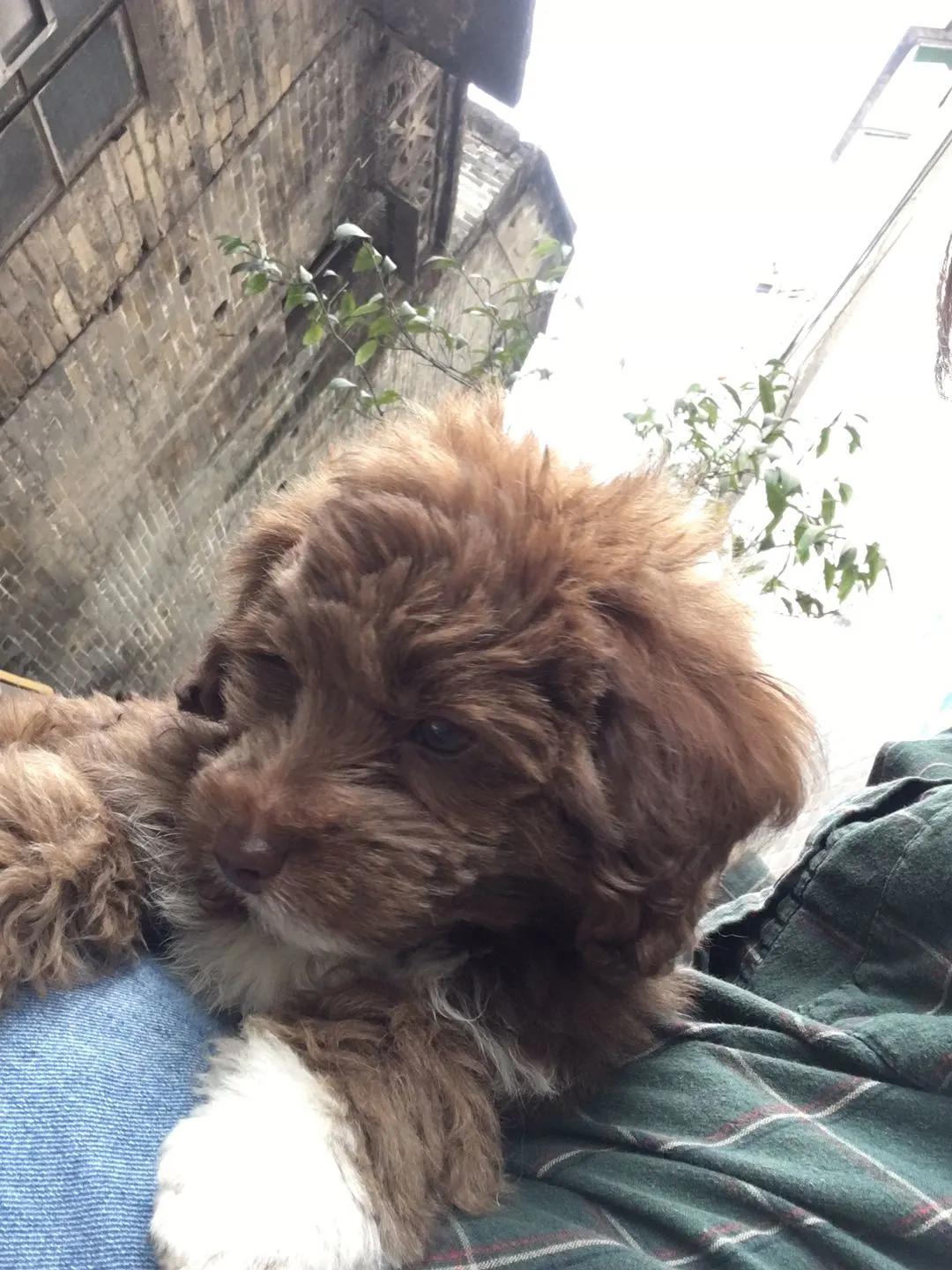 雪纳瑞和贵宾犬哪个更适合孩子,主人寻狗