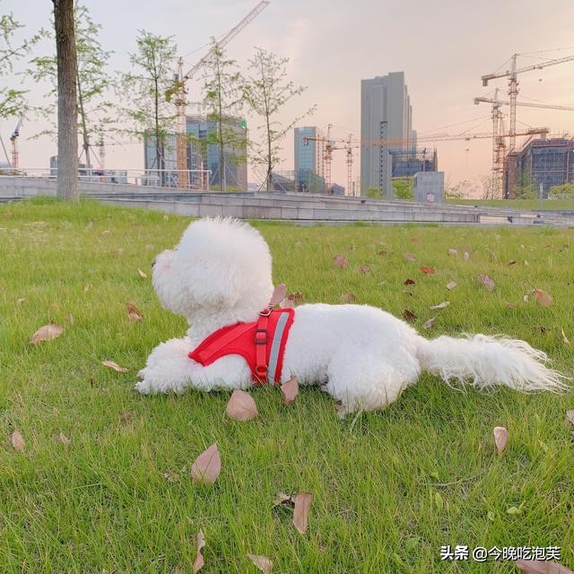 你知道狗狗的腥臭味是怎么来的吗？这才是给它们洗澡的原因