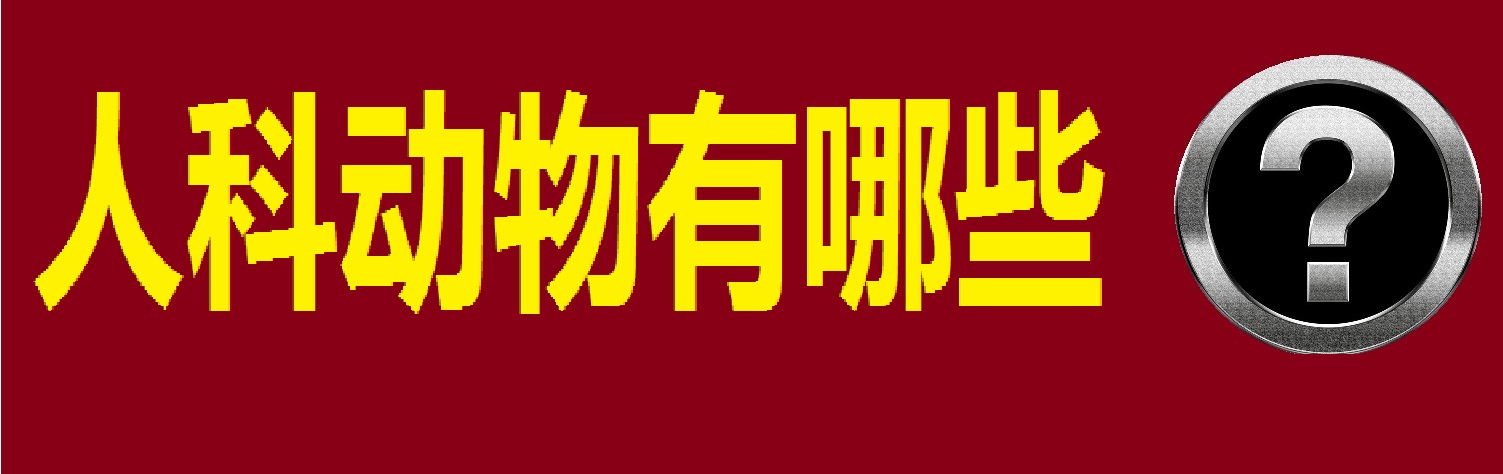 动物大猩猩深度解析,人科动物图谱